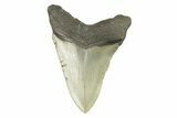 Serrated, Fossil Megalodon Tooth - North Carolina #272812-1